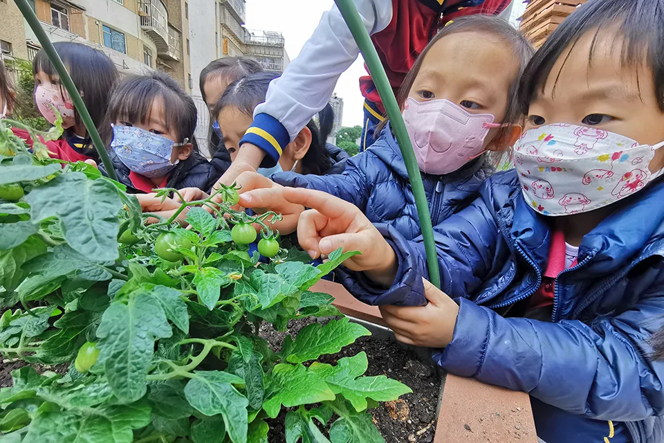 天台種植活動（二）