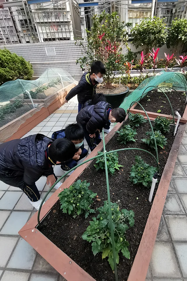 天台種植活動（二）