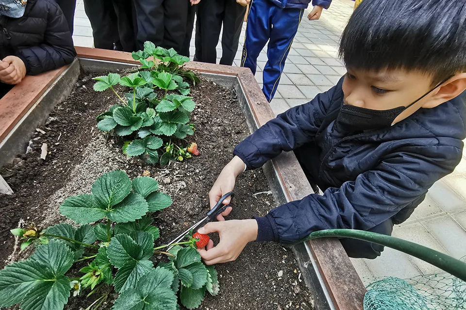 天台種植活動（二）