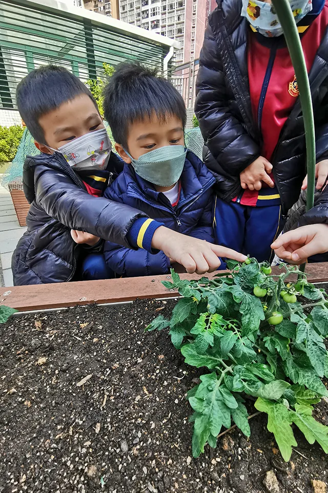 天台種植活動（二）