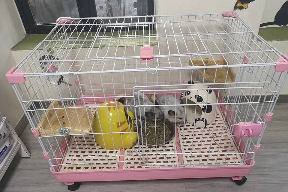 參觀寵物醫院