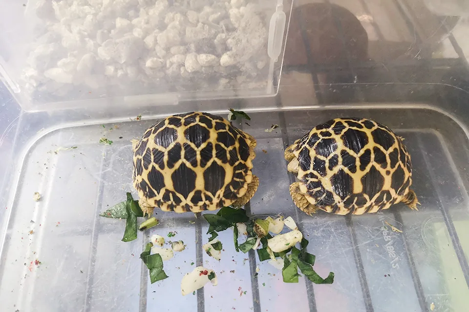 參觀寵物醫院