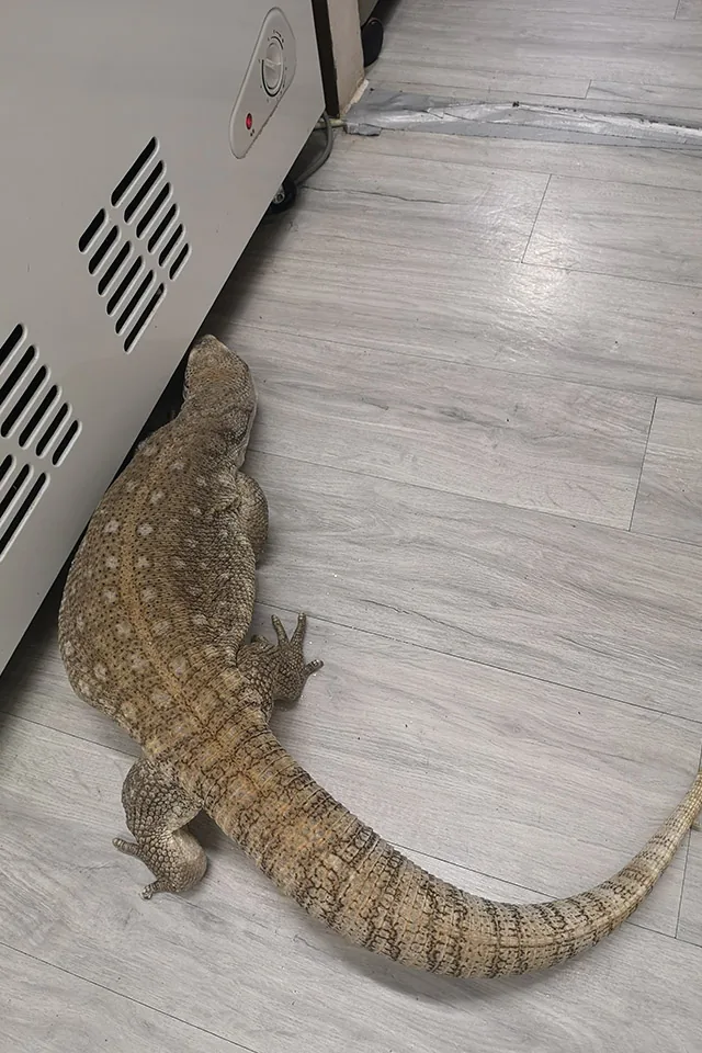 參觀寵物醫院