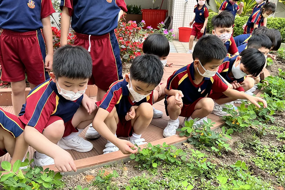 K3天台花園3
