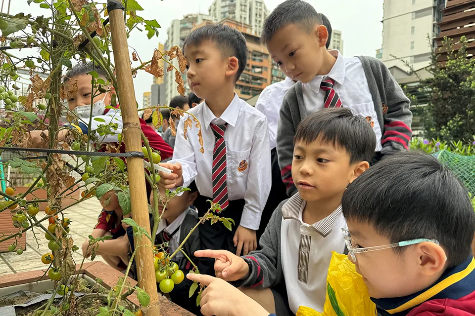 K3天台花園種植